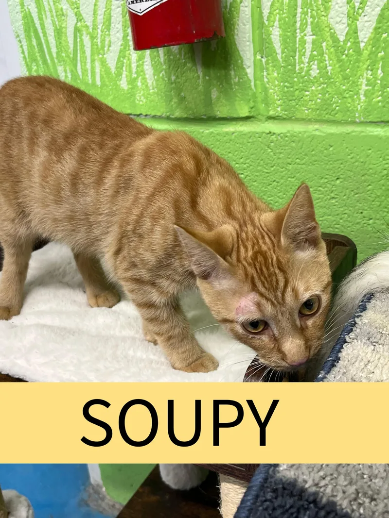 A young small-sized male Tiger cat named Soupy for adoption in Pompton Plains, NJ