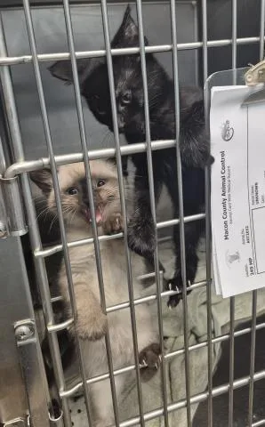 A baby small-sized female Domestic Medium Hair cat named Pepper for adoption in Decatur, IL
