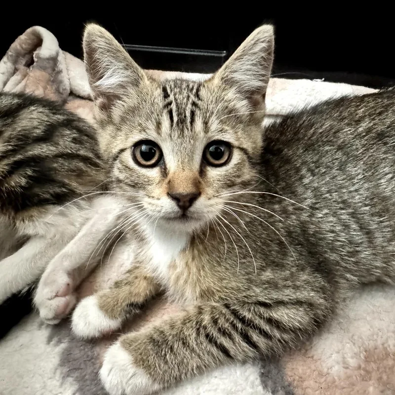 A baby small-sized female Brown / Chocolate Domestic Short Hair cat named Fox for adoption in Long Beach, CA