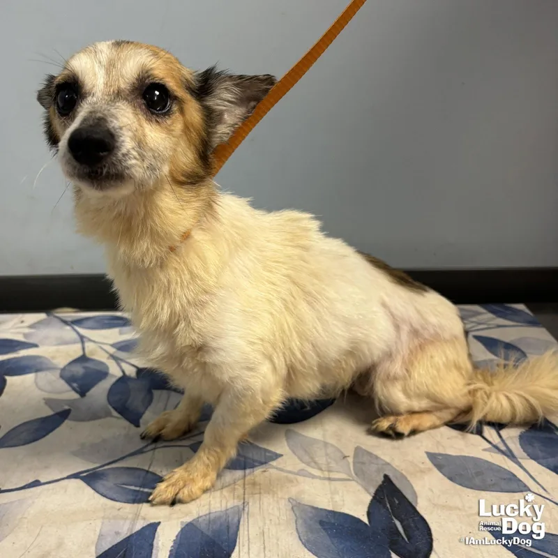 An adult small-sized female Jack Russell Terrier dog named Ava for adoption in Washington, DC