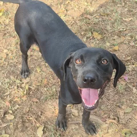 A young small-sized female Black Terrier dog named Summer for adoption in Dover, AR