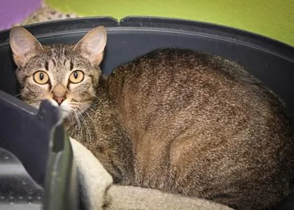 An adult medium-sized female Domestic Short Hair cat named Stella for adoption in Baton Rouge, LA