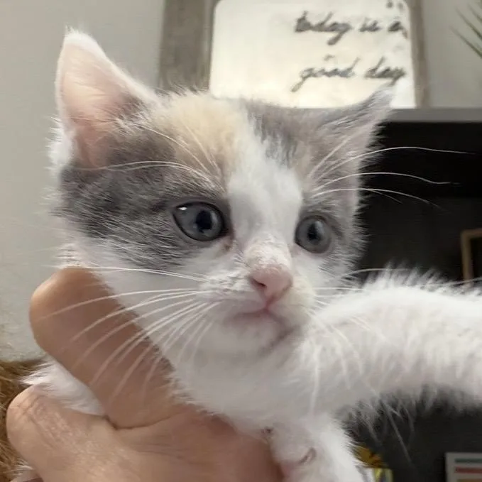 A baby small-sized female Calico Domestic Short Hair cat named FWT Zora for adoption in Midland, TX