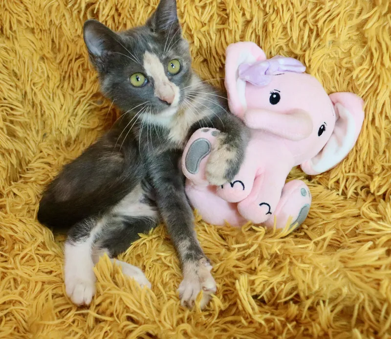 A baby medium-sized female Dilute Calico cat named Peanut for adoption in Saint Augustine, FL