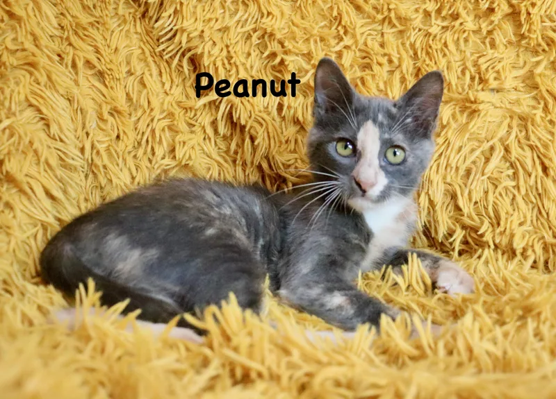 Peanut thumbnail 2