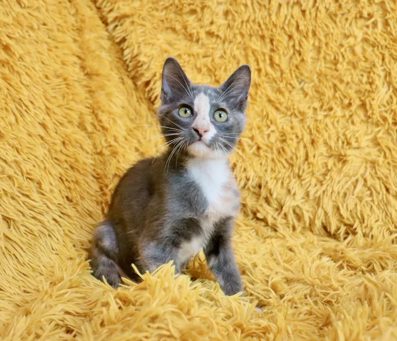 Peanut thumbnail 3