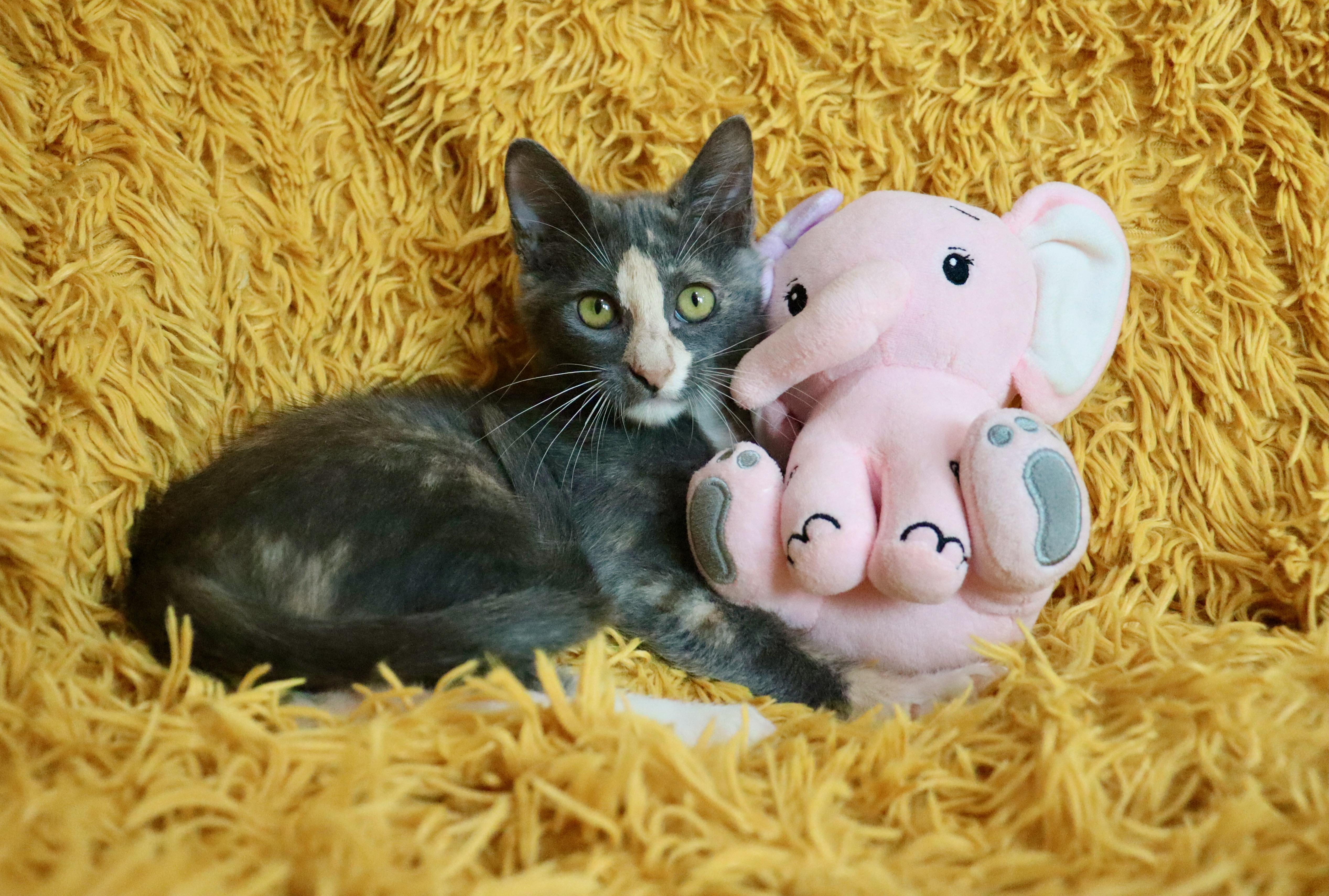 Peanut thumbnail 6