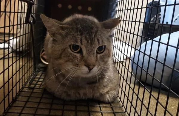 An adult medium-sized male Domestic Short Hair cat named Working Cat Travis for adoption in Oceanside, CA