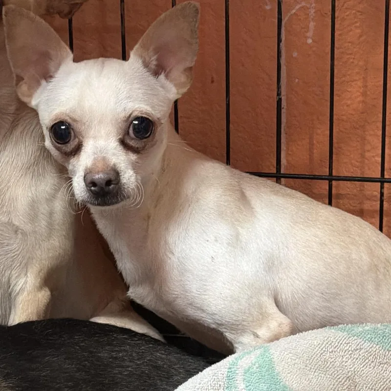 A young small-sized male White / Cream Chihuahua dog named D for adoption in Port Charlotte, FL