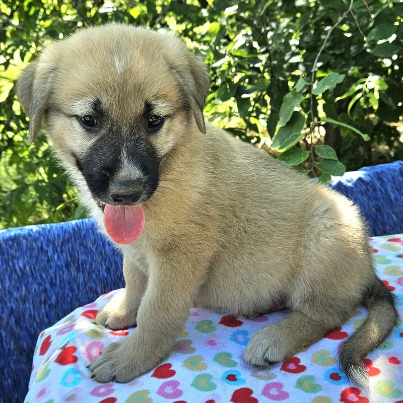 A baby large-sized male Yellow / Tan / Blond / Fawn Shepherd dog named Pippin for adoption in Pelham, NH