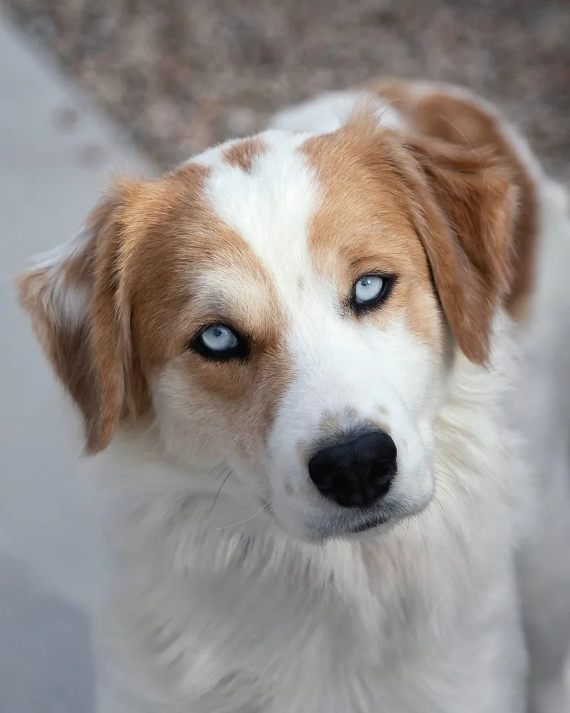 A young medium-sized female Australian Shepherd dog named Peaches for adoption in Scottsdale, AZ