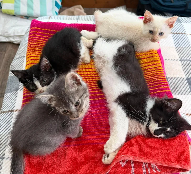 A baby small-sized male Domestic Long Hair cat named Sammy for adoption in Sisseton, SD