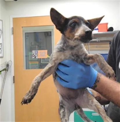 A baby small-sized female Australian Cattle Dog / Blue Heeler dog named Shortcake for adoption in Albuquerque, NM
