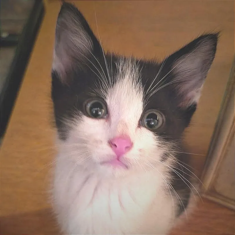 A baby small-sized male Black Domestic Short Hair cat named Obiwan for adoption in Albert Lea, MN