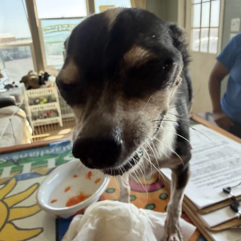 A young small-sized male Tricolor (Brown, Black, & White) Chihuahua dog named Theo for adoption in Deming, NM
