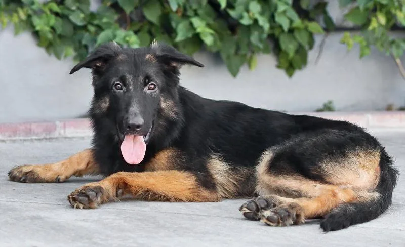 A young large-sized male Bicolor German Shepherd Dog dog named Elvis von Datzetal for adoption in Los Angeles, CA