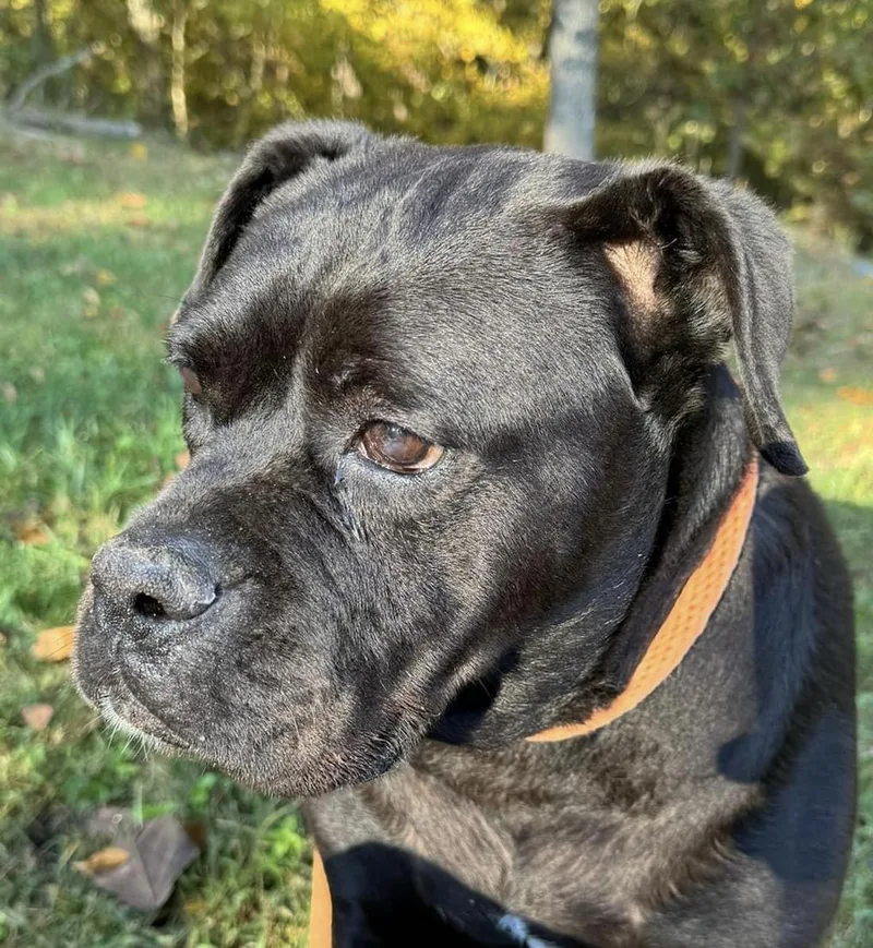 Chili Pepper thumbnail 2