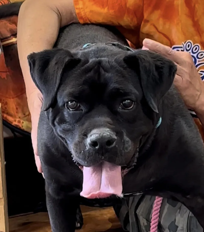 Chili Pepper thumbnail 3