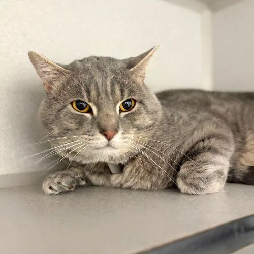 A young small-sized male Domestic Short Hair cat named Killua for adoption in Aurora, CO