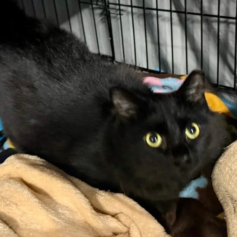 A young medium-sized female Black Domestic Long Hair cat named Fluff for adoption in Gastonia, NC
