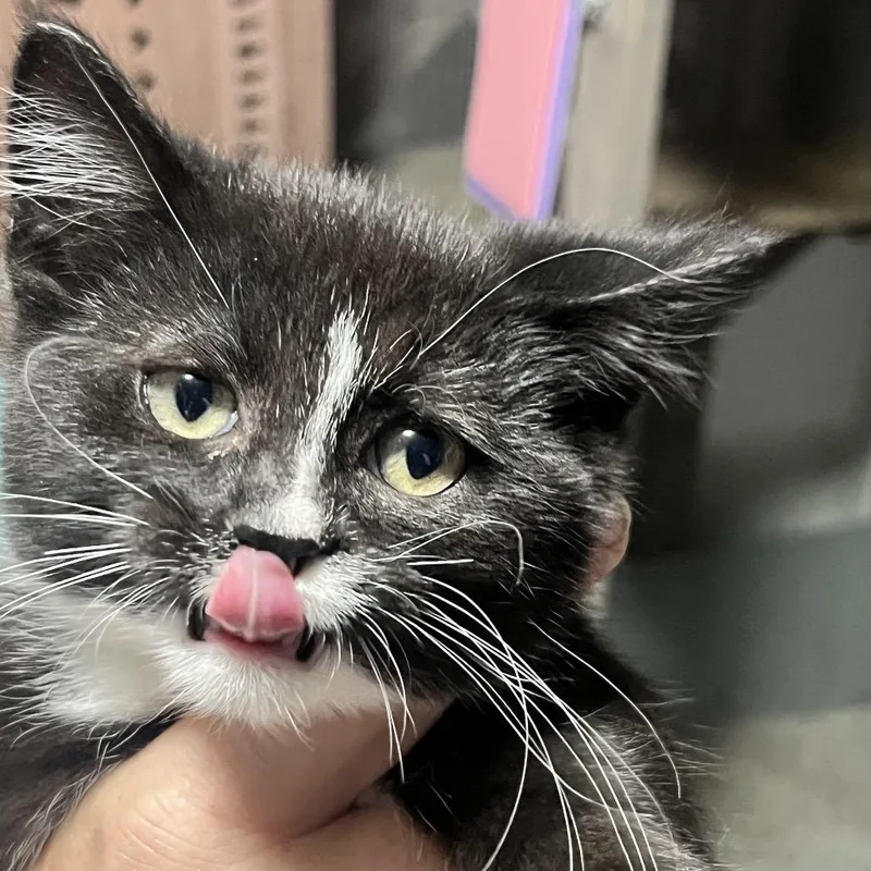 A baby small-sized male Black Domestic Short Hair cat named Patches O'Houlihan for adoption in Sioux Falls, SD