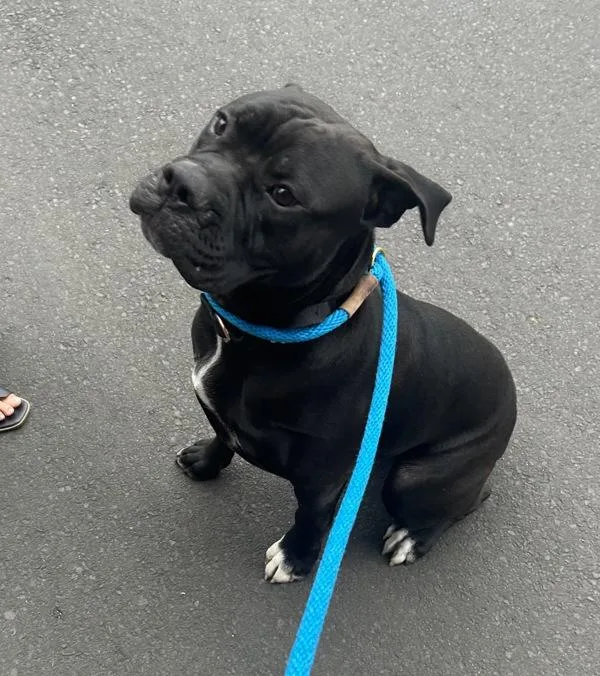 A young large-sized male Mastiff dog named Bizkit for adoption in Troutdale, OR