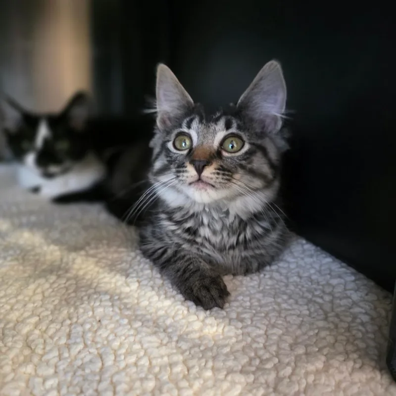 A baby small-sized female Brown / Chocolate Domestic Short Hair cat named Willow for adoption in Spokane, WA