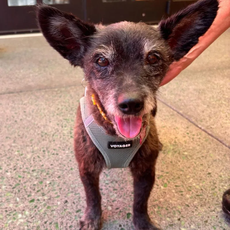 A senior small-sized female Black Terrier dog named KT Tunstall for adoption in San Francisco, CA
