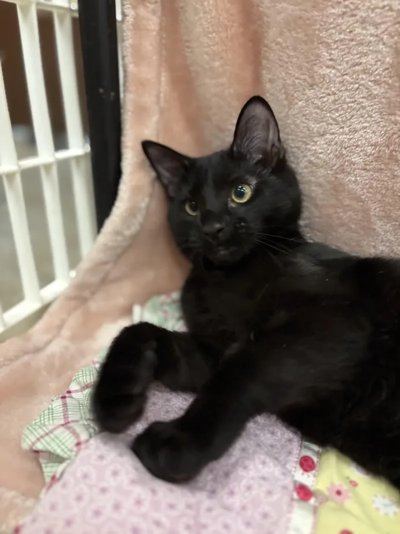 A baby medium-sized male Black Domestic Short Hair cat named Diesel for adoption in Pueblo, CO