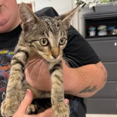 A baby small-sized male Gray / Blue / Silver Domestic Short Hair cat named JudeC for adoption in East Saint Louis, IL