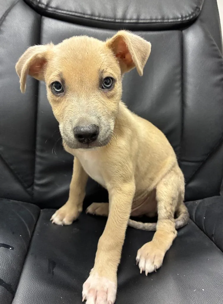 A baby medium-sized male Labrador Retriever dog named Quay for adoption in Seven Points, TX