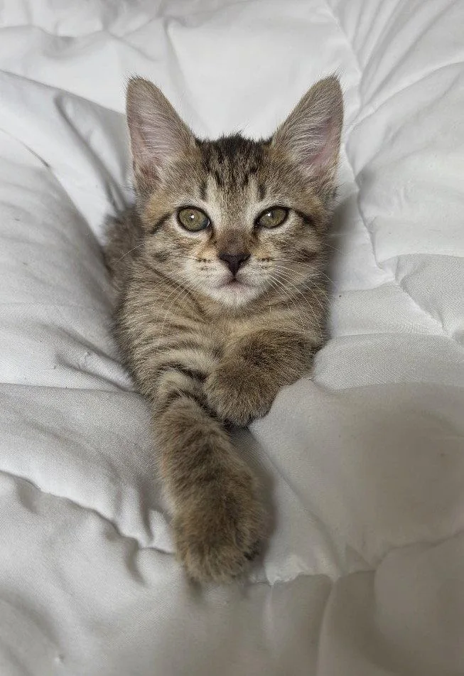 A baby medium-sized female Domestic Short Hair cat named Vienna for adoption in Herndon, VA
