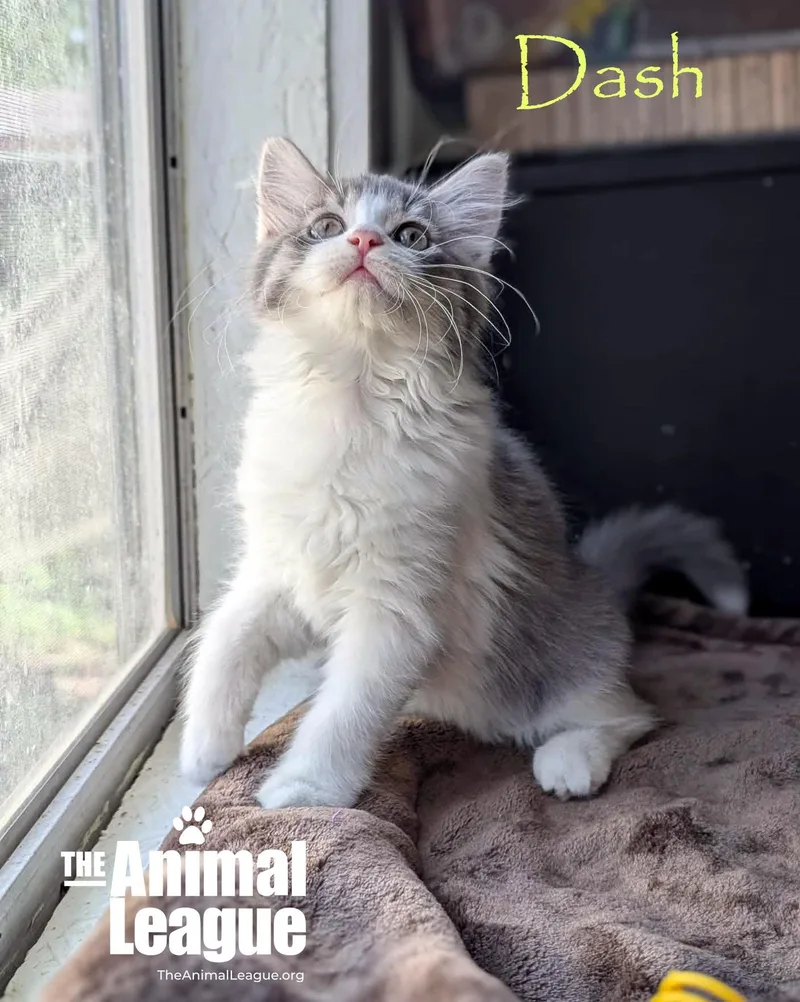 A baby medium-sized female Gray & White Domestic Long Hair cat named Dash for adoption in Groveland, FL