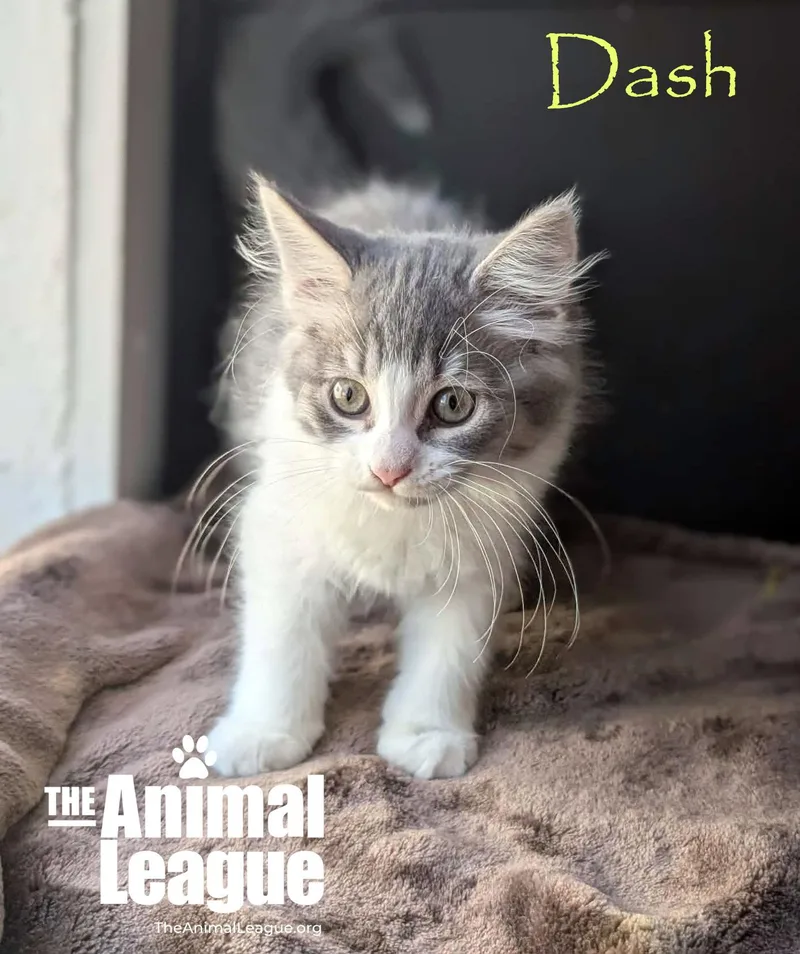 Dash thumbnail 2