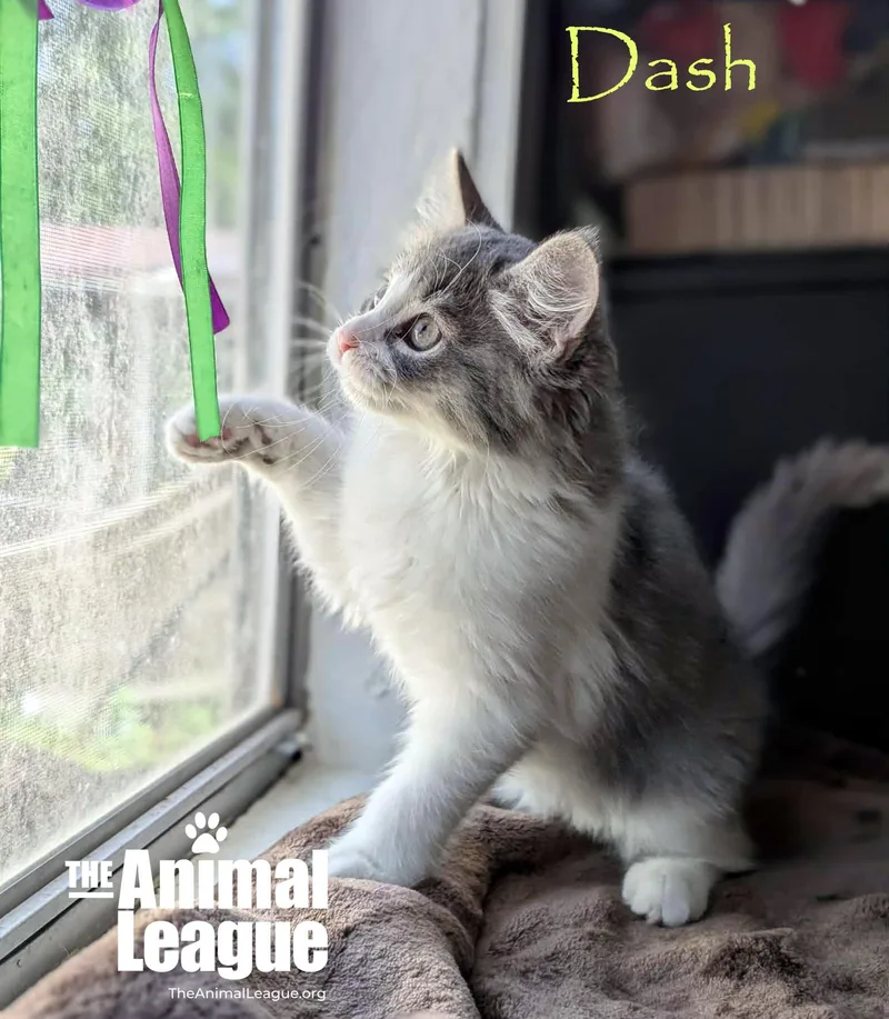 Dash thumbnail 4