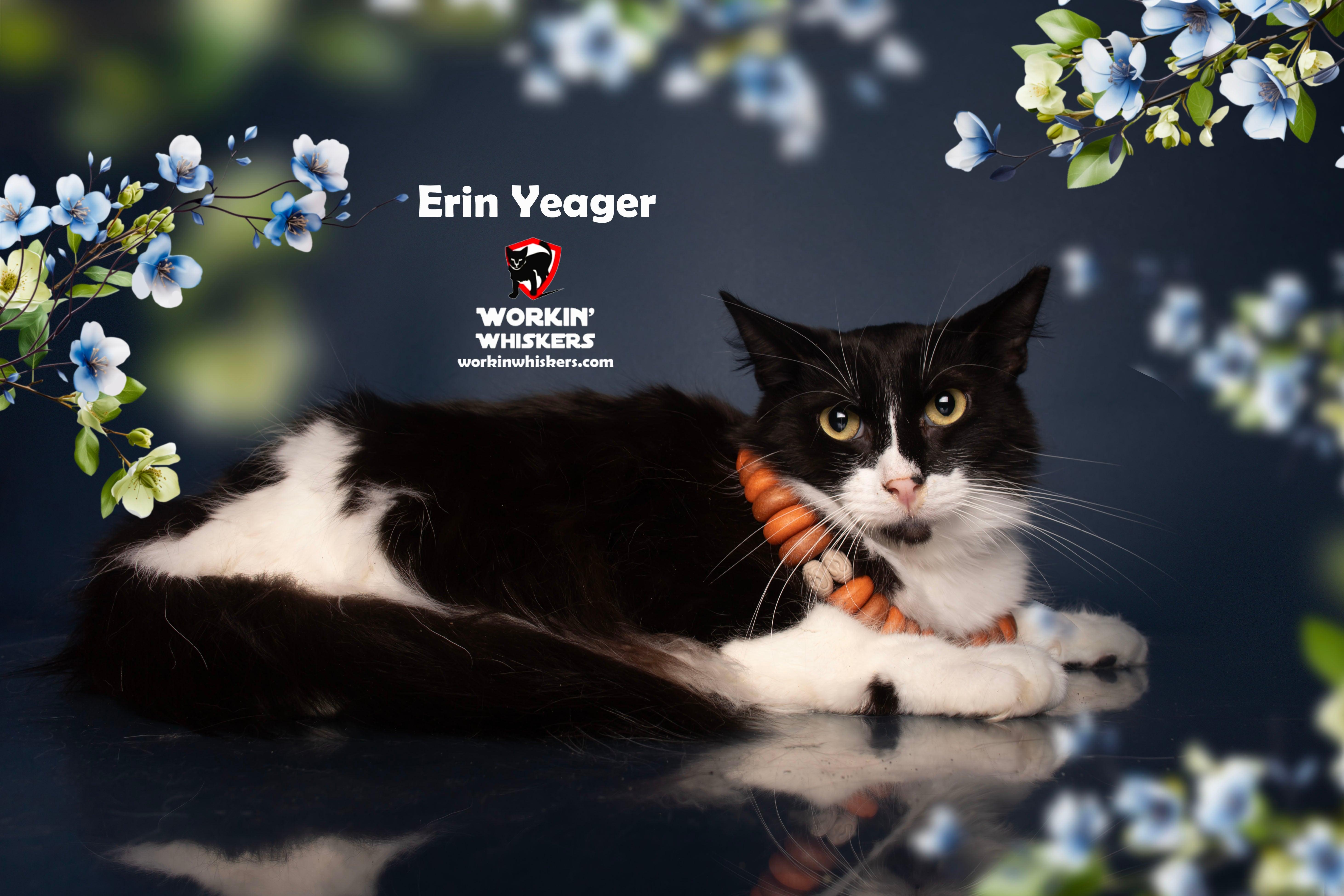 A young large-sized male Black & White / Tuxedo Maine Coon cat named Erin Yeager for adoption in HEMET, CA