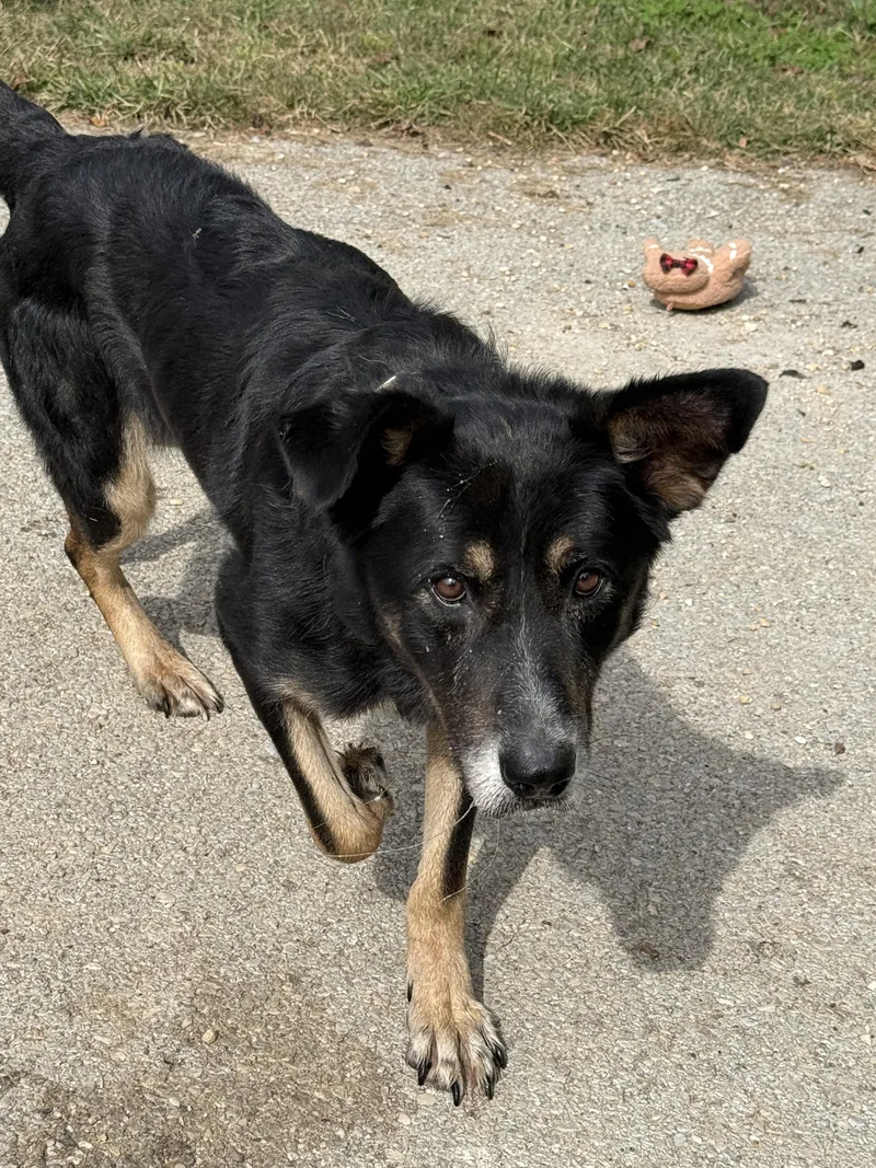 An adult large-sized male German Shepherd Dog dog named Bear for adoption in Fayetteville, WV