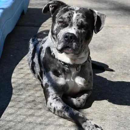 Freckles thumbnail 2