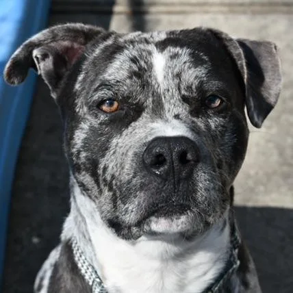 Freckles thumbnail 4