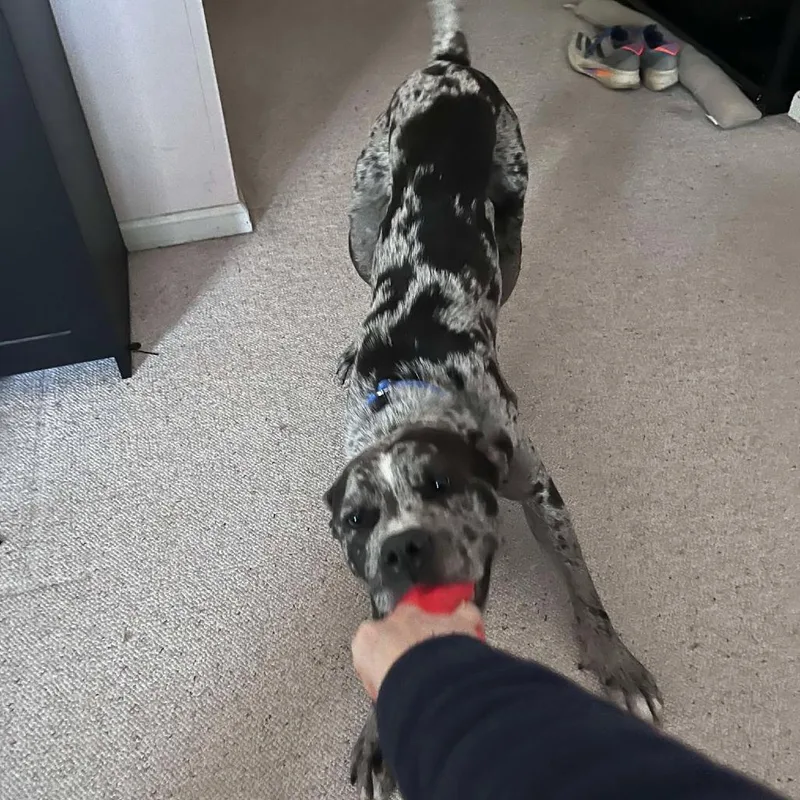 Freckles thumbnail 5