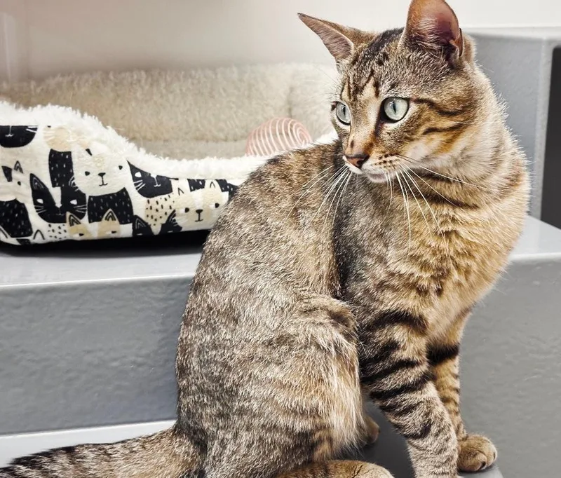 A young medium-sized male Brown / Chocolate Domestic Short Hair cat named Elvis for adoption in Deltona, FL