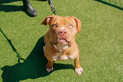 An adult large-sized female Mixed Breed dog named Marigold for adoption in West Chester, PA