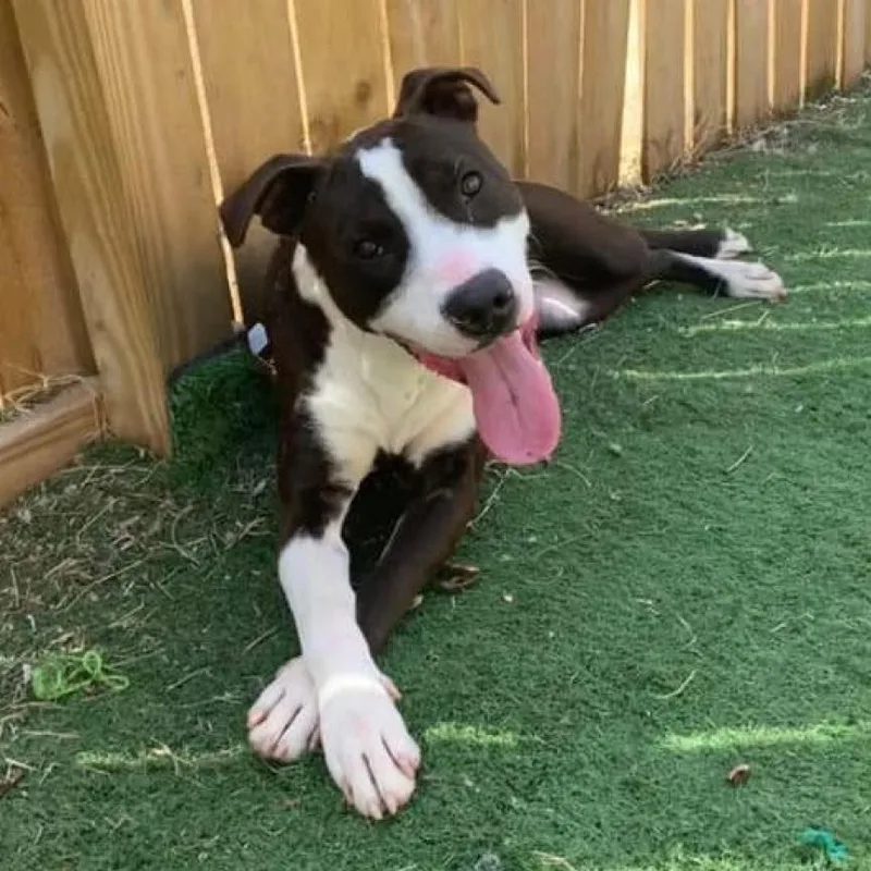 Mr. Darcy thumbnail 2