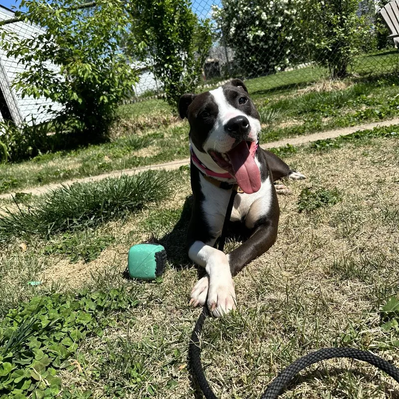 Mr. Darcy thumbnail 3