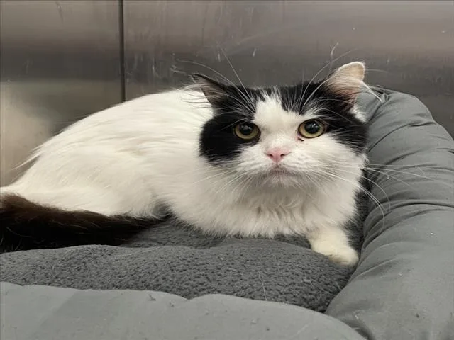An adult medium-sized female Persian cat named Dorothy for adoption in Tracy, CA