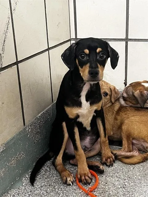 A baby small-sized male Chihuahua dog named A for adoption in Pasadena, TX