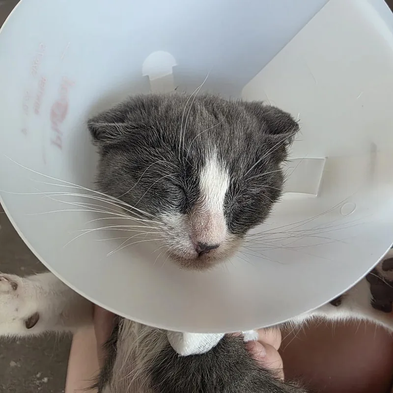 A baby small-sized female Gray / Blue / Silver Domestic Short Hair cat named Gg for adoption in Leander, TX