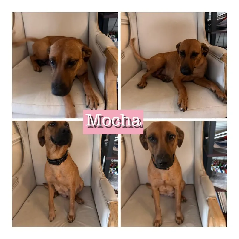 Mocha