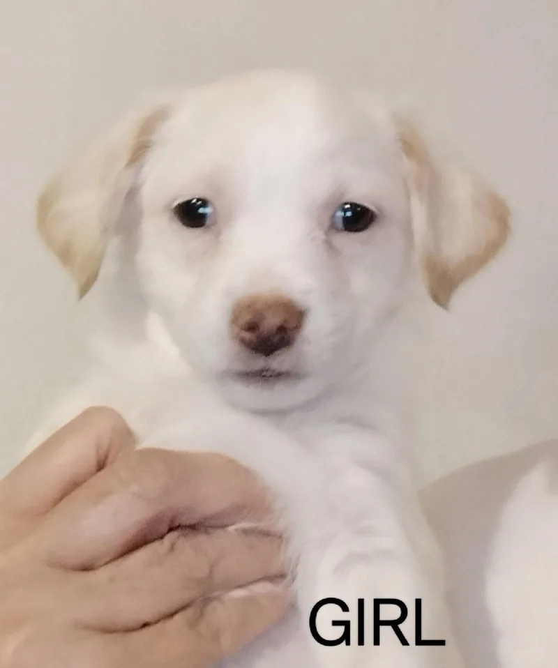 A baby small-sized female Chihuahua dog named Dali for adoption in Grafton, WI