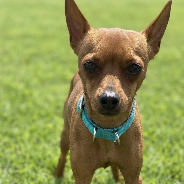 A young small-sized male Red / Chestnut / Orange Chihuahua dog named Rico for adoption in Las Vegas, NV